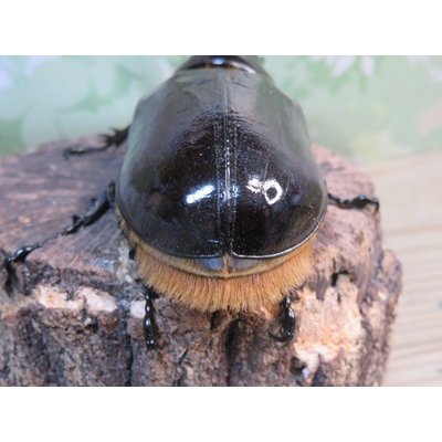 画像3: ☆新成虫☆ネプチューンオオカブト♂124ミリ♀64ミリ別血統ペア販売！！