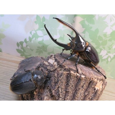 画像5: ☆新成虫☆ネプチューンオオカブト♂124ミリ♀64ミリ別血統ペア販売！！