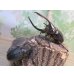 画像5: ☆新成虫☆ネプチューンオオカブト♂124ミリ♀64ミリ別血統ペア販売！！ (5)