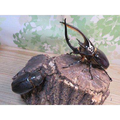 画像5: ☆新成虫☆ネプチューンオオカブト♂126ミリ♀64ミリ別血統ペア販売！！