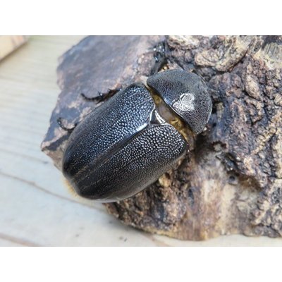 画像4: ☆新成虫☆ネプチューンオオカブト♂126ミリ♀64ミリ別血統ペア販売！！