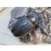 画像4: ☆新成虫☆ネプチューンオオカブト♂126ミリ♀64ミリ別血統ペア販売！！ (4)
