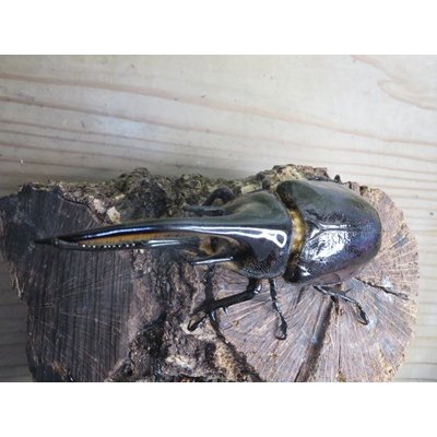 画像2: ☆新成虫☆ネプチューンオオカブト♂126ミリ♀64ミリ別血統ペア販売！！