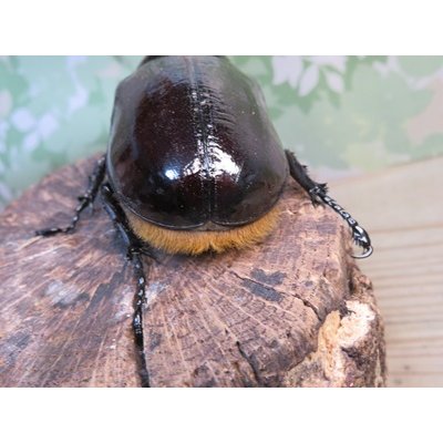 画像3: ☆新成虫☆ネプチューンオオカブト♂126ミリ♀64ミリ別血統ペア販売！！