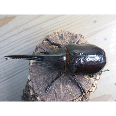 画像2: ☆新成虫☆ネプチューンオオカブト♂124ミリ♀64ミリ別血統ペア販売！！