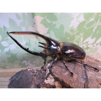 ☆新成虫☆ネプチューンオオカブト♂126ミリ♀64ミリ別血統ペア販売！！