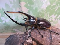 ☆新成虫☆ネプチューンオオカブト♂126ミリ♀64ミリ別血統ペア販売！！