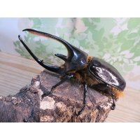 ☆新成虫☆ネプチューンオオカブト♂124ミリ♀64ミリ別血統ペア販売！！