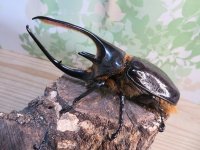 ☆新成虫☆ネプチューンオオカブト♂124ミリ♀64ミリ別血統ペア販売！！