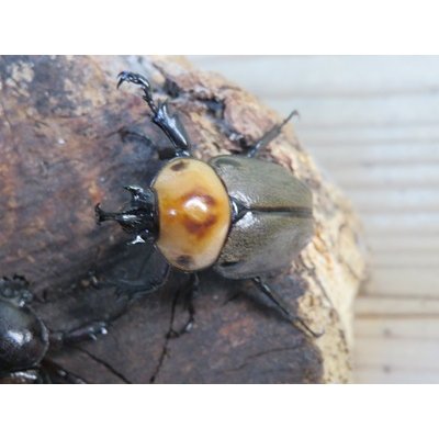 画像2: ☆新成虫☆ヨツボシヒナカブト♂34ミリ♀フリーサイズペア販売！！