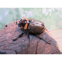 ☆新成虫☆ヨツボシヒナカブト♂32ミリ♀フリーサイズペア販売！！