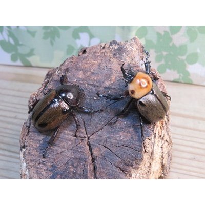 画像5: ☆新成虫☆ヨツボシヒナカブト♂34ミリ♀フリーサイズペア販売！！