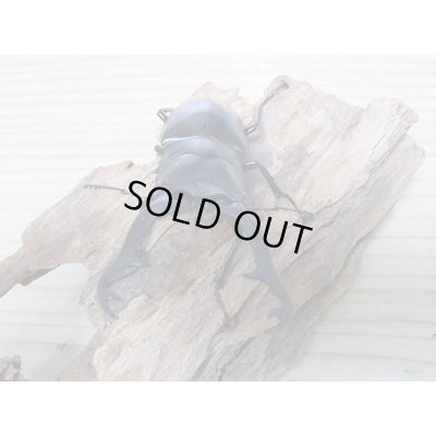 画像7: ☆新成虫☆ギラファノコギリクワガタ（亜種ポロブドゥール）♂92ミリ♀フリーサイズペア販売！！