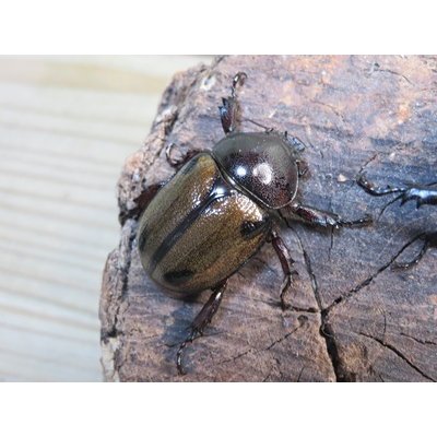 画像4: ☆新成虫☆ヨツボシヒナカブト♂34ミリ♀フリーサイズペア販売！！