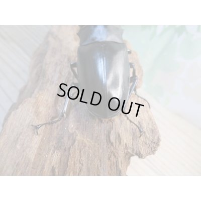 画像3: ☆新成虫☆ギラファノコギリクワガタ（亜種ポロブドゥール）♂92ミリ♀フリーサイズペア販売！！