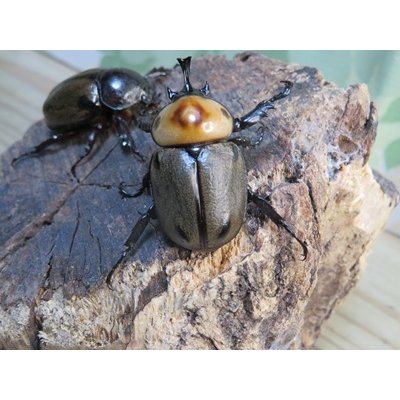 画像3: ☆新成虫☆ヨツボシヒナカブト♂34ミリ♀フリーサイズペア販売！！