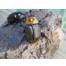 画像3: ☆新成虫☆ヨツボシヒナカブト♂34ミリ♀フリーサイズペア販売！！ (3)