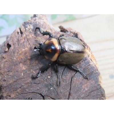 画像2: ☆新成虫☆ヨツボシヒナカブト♂32ミリ♀フリーサイズペア販売！！