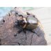 画像2: ☆新成虫☆ヨツボシヒナカブト♂32ミリ♀フリーサイズペア販売！！ (2)