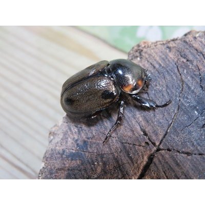 画像4: ☆新成虫☆ヨツボシヒナカブト♂32ミリ♀フリーサイズペア販売！！