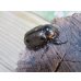 画像4: ☆新成虫☆ヨツボシヒナカブト♂32ミリ♀フリーサイズペア販売！！ (4)