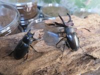 ☆入手困難種☆アマミミヤマクワガタ初二令幼虫4頭＋1頭の計5頭セット販売！！