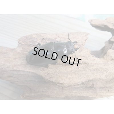 画像4: ☆新成虫☆ギラファノコギリクワガタ（亜種ポロブドゥール）♂92ミリ♀フリーサイズペア販売！！