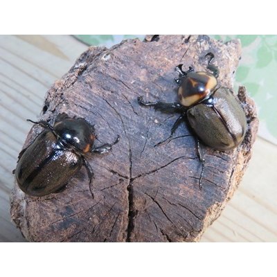 画像5: ☆新成虫☆ヨツボシヒナカブト♂32ミリ♀フリーサイズペア販売！！