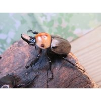 ☆新成虫☆ヨツボシヒナカブト♂34ミリ♀フリーサイズペア販売！！