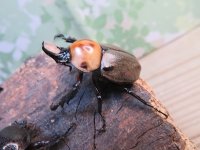 ☆新成虫☆ヨツボシヒナカブト♂34ミリ♀フリーサイズペア販売！！