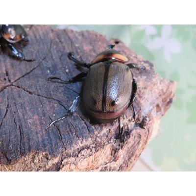 画像3: ☆新成虫☆ヨツボシヒナカブト♂32ミリ♀フリーサイズペア販売！！