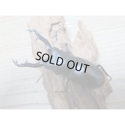 画像8: ☆新成虫☆ギラファノコギリクワガタ（亜種ポロブドゥール）♂92ミリ♀フリーサイズペア販売！！