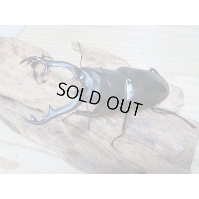 画像6: ☆新成虫☆ギラファノコギリクワガタ（亜種ポロブドゥール）♂92ミリ♀フリーサイズペア販売！！