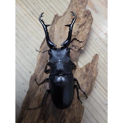 画像6: ☆新成虫☆ギラファノコギリクワガタ（亜種ケイスケ）♂108ミリ♀50ミリペア販売！！