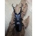 画像6: ☆新成虫☆ギラファノコギリクワガタ（亜種ケイスケ）♂108ミリ♀50ミリペア販売！！ (6)