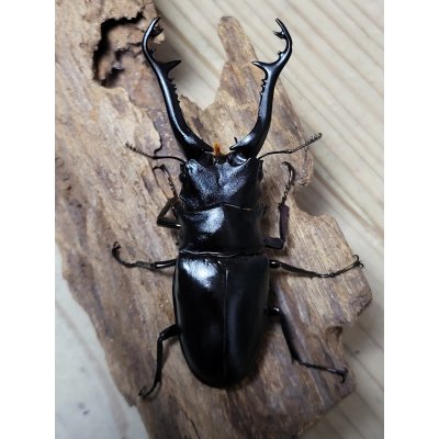 画像6: ☆新成虫☆ギラファノコギリクワガタ（原名亜種）♂92ミリ♀42ミリペア販売！！