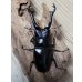 画像6: ☆新成虫☆ギラファノコギリクワガタ（原名亜種）♂92ミリ♀42ミリペア販売！！ (6)