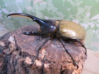 ☆新成虫☆D.H.ヘラクレス♂101ミリ♀57ミリペア販売！！