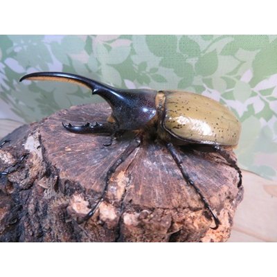 画像1: ☆新成虫☆D.H.ヘラクレス♂101ミリ♀57ミリペア販売！！