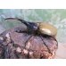 画像1: ☆新成虫☆D.H.ヘラクレス♂101ミリ♀57ミリペア販売！！ (1)