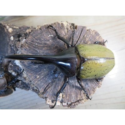 画像2: ☆新成虫☆D.H.ヘラクレス♂101ミリ♀57ミリペア販売！！