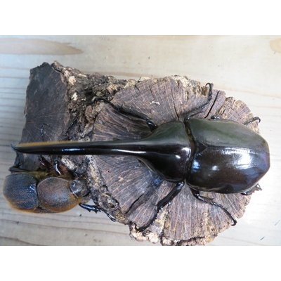 画像2: ☆新成虫☆D.H.ヘラクレス♂123ミリ♀63ミリペア販売！！