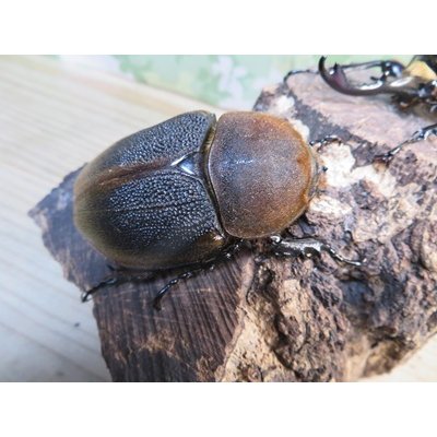 画像4: ☆新成虫☆D.H.リッキー♂115ミリ♀68ミリペア販売！！