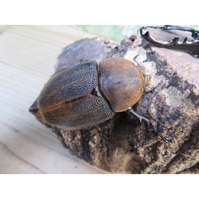 画像4: ☆新成虫☆D.H.ヘラクレス♂123ミリ♀63ミリペア販売！！