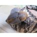 画像4: ☆新成虫☆D.H.ヘラクレス♂123ミリ♀63ミリペア販売！！ (4)