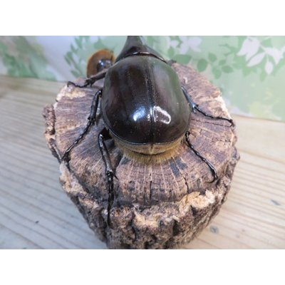 画像3: ☆新成虫☆D.H.ヘラクレス♂123ミリ♀63ミリペア販売！！