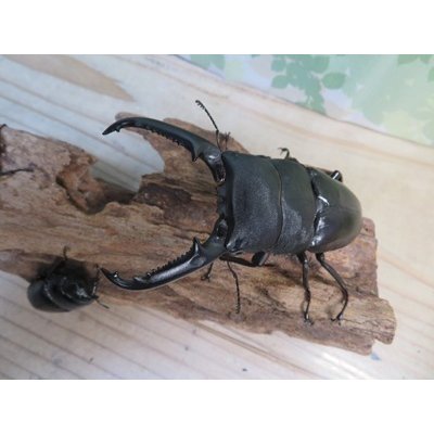 画像2: ☆新成虫☆パラワンオオヒラタクワガタ♂100ミリ♀51ミリペア＋♀46ミリ計3頭トリオ販売！！