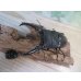 画像2: ☆新成虫☆パラワンオオヒラタクワガタ♂100ミリ♀51ミリペア＋♀46ミリ計3頭トリオ販売！！ (2)