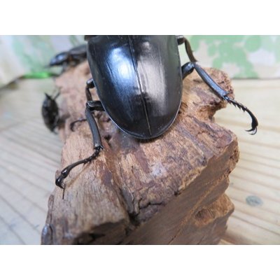 画像3: ☆新成虫☆パラワンオオヒラタクワガタ♂100ミリ♀51ミリペア＋♀46ミリ計3頭トリオ販売！！