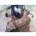 画像3: ☆新成虫☆パラワンオオヒラタクワガタ♂100ミリ♀51ミリペア＋♀46ミリ計3頭トリオ販売！！ (3)